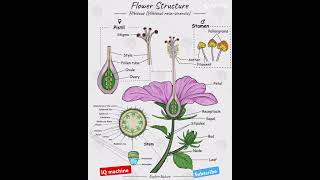 Flowers 💐 structure biology reproduction science boardexams mpboard class 10amp1212science gk [upl. by Eatnahs504]