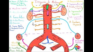 IRRIGACIÓN DE PARED ABDOMINAL Y VÍSCERAS ABDOMINALES [upl. by Einner]