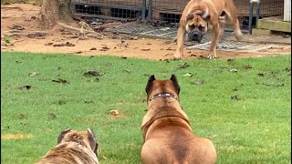 Female South African Boerboel against 2 Presa Canario’s [upl. by Olecram303]