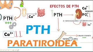 Hormona Paratiroidea PTH [upl. by Vivle]