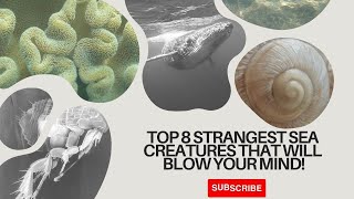 8 Strangest Sea Creatures Prepare to be Amazed [upl. by Adler856]