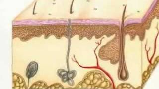 1 Integumentary Songwmv [upl. by Nowtna199]