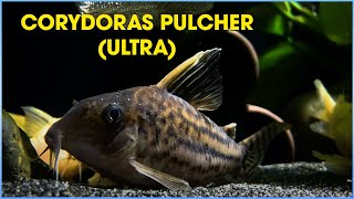 CORYDORAS PULCHER TYPE ULTRA PULCHER [upl. by Ppilihp]