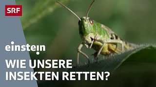 Das grosse Insektensterben – warum die kleinen Tierchen immer weniger werden  Einstein  SRF [upl. by Adeuga]