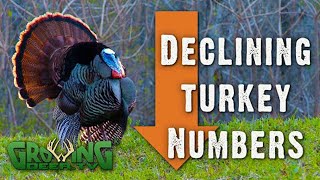 Why Hunters Are Seeing Fewer Wild Turkeys And What to Do About It 633 [upl. by Croner]