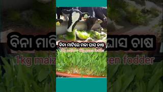 Green fodder production by hydroponic method। Maize grass for cow [upl. by Eedak732]