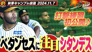 【11月7日秋季キャンプ】今日から第2クール！ベタンセスが投打にノリノリ♪前川はランチ特打でまたも快音連発！今日も練習に没頭してます！阪神タイガース密着！応援番組「虎バン」ABCテレビ公式チャンネル [upl. by Akerdna]