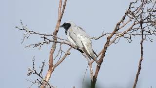 Blackfaced Cuckooshrike Hervey Bay Qld [upl. by Tedder]