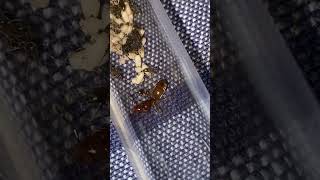 Lasius Murphyi Hybrid Day 2 Pupae introduced [upl. by Eneiluj]