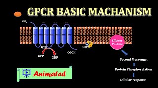 G Protein coupled Receptor Animated  BPharm 4th sem PharmacologyI [upl. by Tandi816]