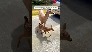 This family rescued a baby deer that had been hit by a car and then animalshorts deer [upl. by Orfield]