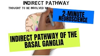 2Minute Neuroscience Indirect Pathway of the Basal Ganglia [upl. by Melentha]