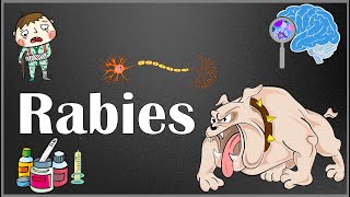 Rabies  Pathophysiology Signs amp Symptoms Diagnosis amp Management Pre amp post exposure prophylaxis [upl. by Sunev]