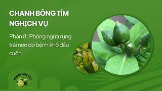 Chanh bông tím nghịch vụ p8 phòng ngừa rụng trái non do bệnh khô đầu cuốn [upl. by Lontson651]