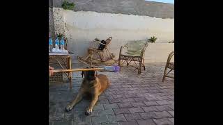 ماستيف هب مصر  Mastiff Hub Egypt  Boerboel [upl. by Ffilc]