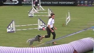 Kylies 2016 Purina Incredible Dog Challenge run1 [upl. by Beitnes864]