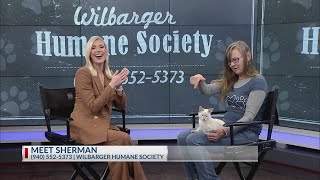 Meet Sherman the kitten from Wilbarger Humane Society [upl. by Gillett]