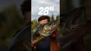 28quot Walleye walleye fishing river [upl. by Lleret531]