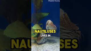 🐙 Nautilus The Living Fossil nautilus facts NaturesNotebook2 [upl. by Ecirtal751]