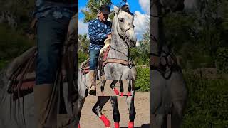 CABALLO BAILADOR Rancho de Memo Union De San Antonio Jalisco 🇲🇽 The art horse training shorts [upl. by Nohtan275]