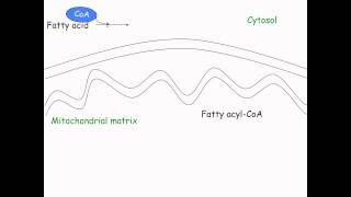 formation of acetyl CoA [upl. by Carmelina607]