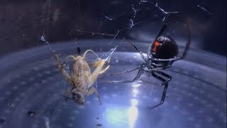 NEW BLACK WIDOW SPIDER FEEDING HD  1 OF 4 [upl. by Scheld]