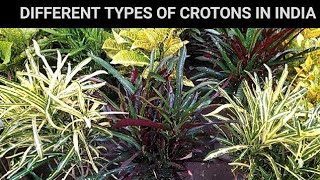 Types of croton plantcroton plant varieties video gardening croton plants [upl. by Bethena]