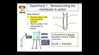 Osmosis and Diffusion  The Fundamental Unit of Life  3  for Class 9 in Hindi [upl. by Grier]