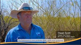 Managing Parkinsonia To Conserve Brigalow Corridors [upl. by Adnoluy]