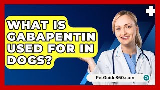 What Is Gabapentin Used For In Dogs  PetGuide360com [upl. by Ahsoyem]