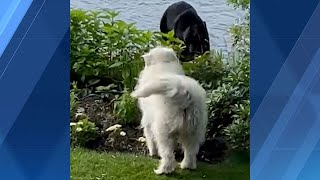 Dog comes face to face with black bear on South Shore [upl. by Latoya]