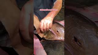 How to clean a stingray fishing fish shorts cooking food fishingtours fyp fypシ゚viral foryou [upl. by Elyr]