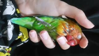 Massage after bath manual parrot [upl. by Okubo]