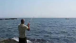 Bluefish at Nubble Lighthouse [upl. by Codd]