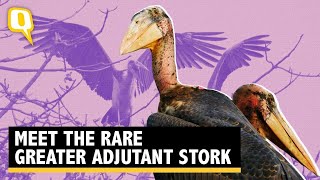 Wild You Were Sleeping Episode 2 Meet the Greater Adjutant Stork  The Quint [upl. by Assiroc]