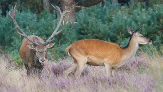 Edelherten bronst is op komst  Red deer rut is coming  Rothirsch brunft kommt [upl. by Alyek]