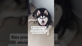 3 DICAS SOBRE HUSKY QUE VOCÊ PRECISA SABER Shorts [upl. by Esylla]