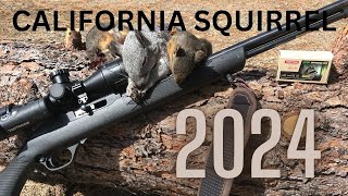 California Tree Squirrel Hunting Opening Week 2024 National Forest B Zone [upl. by Nerfe325]