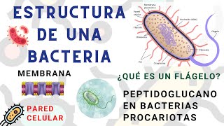 Estructura de una bacteria facil y rapido l ESTRUCTURA BACTERIANA l estructura de las bacterias 2021 [upl. by Doyle]