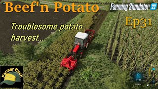 Whats up with the machinery  Semi Survival  Brzozówka  FS22 Beefn Potato ep31 [upl. by Schick]