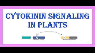 Cytokinin Signaling in Plants [upl. by Eseryt]