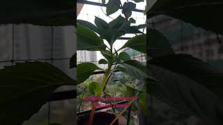 plants gardening gulmehendiplantdopatibalsamplant flowergardenytshortsviralshort [upl. by Nitsirhc]