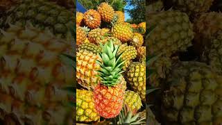 DELICIOUS PINEAPPLE shorts yummy pineapple satisfying memes trendingshorts photo [upl. by Lyndes]