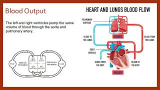 Cardiac Output [upl. by Ky]