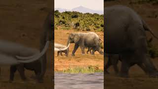 Why Are Elephants Evolving WITHOUT Tusks 🐘😱 trendingnow facts discoversomethingnew [upl. by Sej]