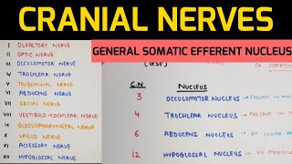 Cranial Nerves Anatomy  1  Nuclei of Cranial Nerves [upl. by Corsetti]