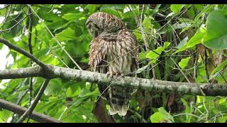 Bard Owl Grooming itself on the Loxahatchee River [upl. by Ellak]