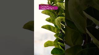 Fiddle Leaf Fig Care Tips 🌿  Quick Guide [upl. by Yrrem]