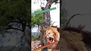 how does a leopard climb a tree 🤔shorts short feed leopards funny [upl. by Dunstan]