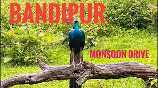 Monsoon Bandipur Karnataka [upl. by Assertal]